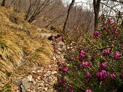 34 Erica in fiore